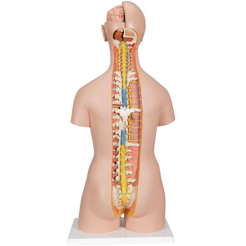 Image 3 - CLASSIC UNISEX HUMAN TORSO MODEL WITH OPEN BACK, 21 PART - 3B SMART ANATOMY