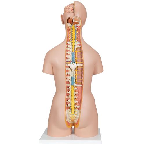 Image 3 - CLASSIC UNISEX HUMAN TORSO MODEL WITH OPENED NECK AND BACK, 18 PART - 3B SMART ANATOMY