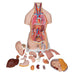 Image 4 - CLASSIC UNISEX HUMAN TORSO MODEL WITH OPENED NECK AND BACK, 18 PART - 3B SMART ANATOMY