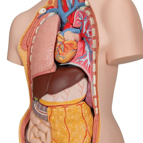 Image 5 - CLASSIC UNISEX HUMAN TORSO MODEL WITH OPENED NECK AND BACK, 18 PART - 3B SMART ANATOMY