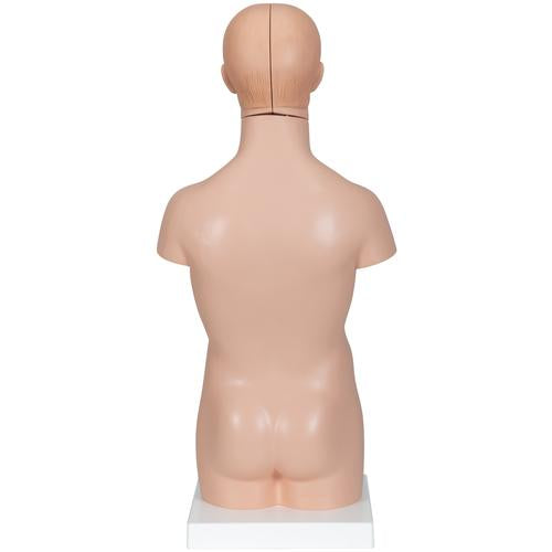 Image 3 - MINI HUMAN TORSO MODEL, 12 PART - 3B SMART ANATOMY