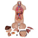 Image 4 - MINI HUMAN TORSO MODEL, 12 PART - 3B SMART ANATOMY