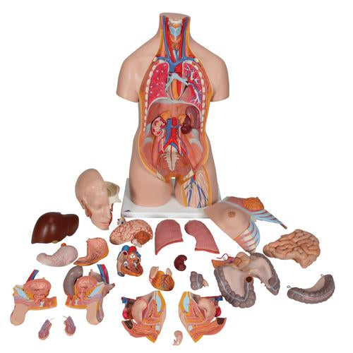 Image 3 - DELUXE DUAL SEX HUMAN TORSO MODEL, 24 PART - 3B SMART ANATOMY