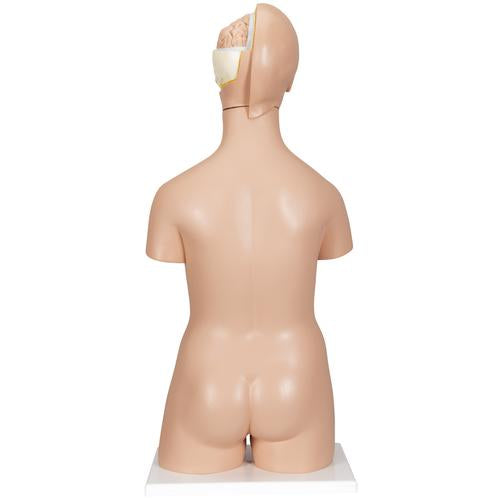 Image 3 - DELUXE DUAL SEX HUMAN TORSO MODEL, 20 PART - 3B SMART ANATOMY