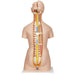 Image 3 - DELUXE DUAL SEX HUMAN TORSO MODEL WITH OPENED BACK, 28 PART - 3B SMART ANATOMY