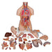 Image 4 - DELUXE DUAL SEX HUMAN TORSO MODEL WITH OPENED BACK, 28 PART - 3B SMART ANATOMY