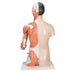 Image 4 - LIFE-SIZE ASIAN DUAL SEX HUMAN TORSO MODEL WITH MUSCULAR ARM, 33 PART - 3B SMART ANATOMY