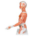 Image 5 - LIFE-SIZE ASIAN DUAL SEX HUMAN TORSO MODEL WITH MUSCULAR ARM, 33 PART - 3B SMART ANATOMY