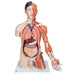 Image 6 - LIFE-SIZE ASIAN DUAL SEX HUMAN TORSO MODEL WITH MUSCULAR ARM, 33 PART - 3B SMART ANATOMY