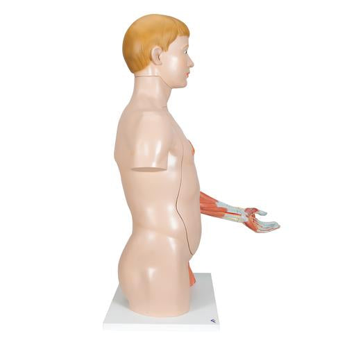 Image 3 - LIFE-SIZE DUAL SEX HUMAN TORSO MODEL WITH MUSCLE ARM, 33 PART - 3B SMART ANATOMY