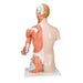 Image 4 - LIFE-SIZE DUAL SEX HUMAN TORSO MODEL WITH MUSCLE ARM, 33 PART - 3B SMART ANATOMY