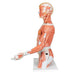 Image 5 - LIFE-SIZE DUAL SEX HUMAN TORSO MODEL WITH MUSCLE ARM, 33 PART - 3B SMART ANATOMY