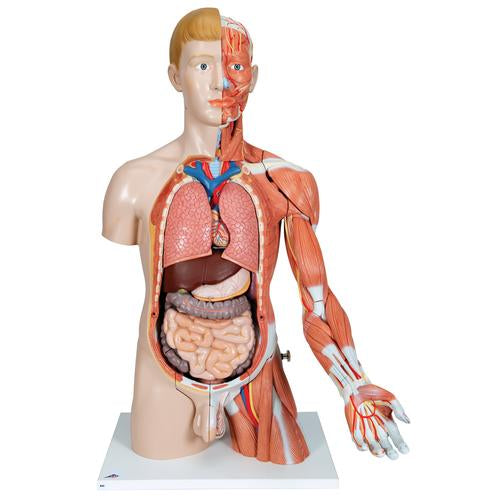 Image 6 - LIFE-SIZE DUAL SEX HUMAN TORSO MODEL WITH MUSCLE ARM, 33 PART - 3B SMART ANATOMY