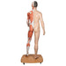 Image 3 - LIFE-SIZE DUAL SEX ASIAN HUMAN FIGURE, HALF SIDE WITH MUSCLES, 39 PART - 3B SMART ANATOMY