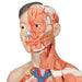 Image 4 - LIFE-SIZE DUAL SEX ASIAN HUMAN FIGURE, HALF SIDE WITH MUSCLES, 39 PART - 3B SMART ANATOMY