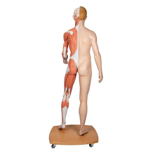 Image 3 - LIFE-SIZE DUAL SEX HUMAN FIGURE, HALF SIDE WITH MUSCLES, 39 PART - 3B SMART ANATOMY