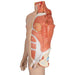 Image 5 - LIFE-SIZE DUAL SEX HUMAN FIGURE, HALF SIDE WITH MUSCLES, 39 PART - 3B SMART ANATOMY