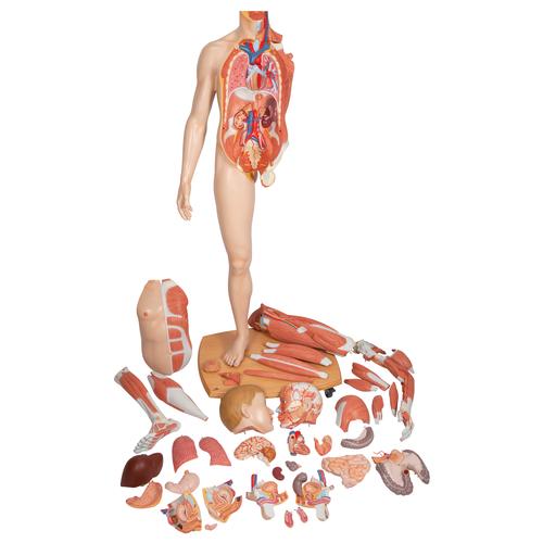 Image 6 - LIFE-SIZE DUAL SEX HUMAN FIGURE, HALF SIDE WITH MUSCLES, 39 PART - 3B SMART ANATOMY