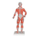 Image 3 - 1/3 LIFE-SIZE HUMAN MUSCLE FIGURE, 2 PART - 3B SMART ANATOMY