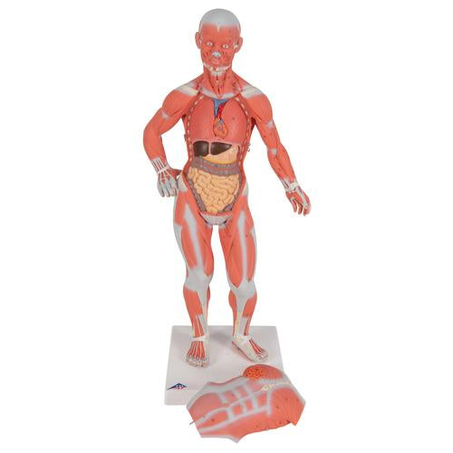 Image 4 - 1/3 LIFE-SIZE HUMAN MUSCLE FIGURE, 2 PART - 3B SMART ANATOMY