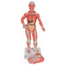 Image 4 - 1/3 LIFE-SIZE HUMAN MUSCLE FIGURE, 2 PART - 3B SMART ANATOMY