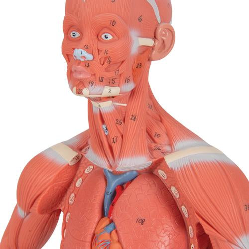 Image 6 - 1/3 LIFE-SIZE HUMAN MUSCLE FIGURE, 2 PART - 3B SMART ANATOMY