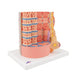 Image 3 - 3B MICROANATOMYâ„¢ HUMAN MUSCLE FIBER MODEL, 10,000 TIMES MAGNIFIED - 3B SMART ANATOMY