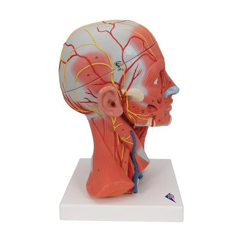 Image 3 - HEAD AND NECK MUSCULATURE MODEL, 5 PART - 3B SMART ANATOMY