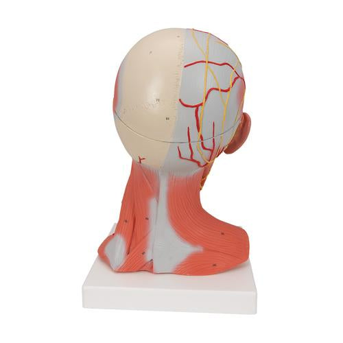 Image 4 - HEAD AND NECK MUSCULATURE MODEL, 5 PART - 3B SMART ANATOMY