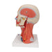 Image 5 - HEAD AND NECK MUSCULATURE MODEL, 5 PART - 3B SMART ANATOMY