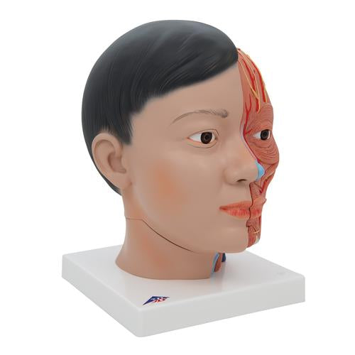 Image 3 - ASIAN DELUXE HEAD MODEL WITH NECK, 4 PART - 3B SMART ANATOMY