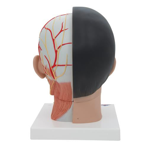 Image 4 - ASIAN DELUXE HEAD MODEL WITH NECK, 4 PART - 3B SMART ANATOMY