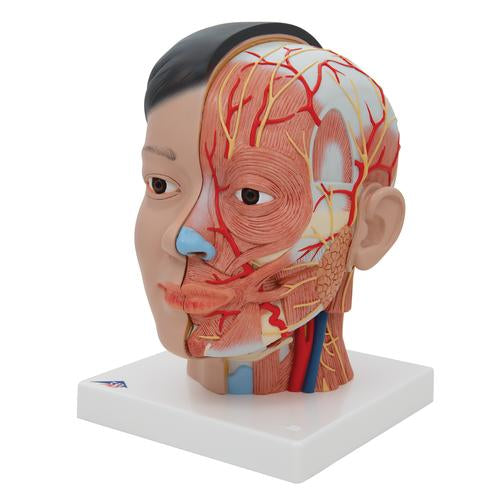 Image 5 - ASIAN DELUXE HEAD MODEL WITH NECK, 4 PART - 3B SMART ANATOMY