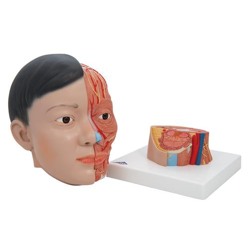 Image 6 - ASIAN DELUXE HEAD MODEL WITH NECK, 4 PART - 3B SMART ANATOMY