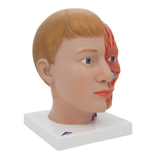 Image 3 - HUMAN HEAD MODEL WITH NECK, 4 PART - 3B SMART ANATOMY