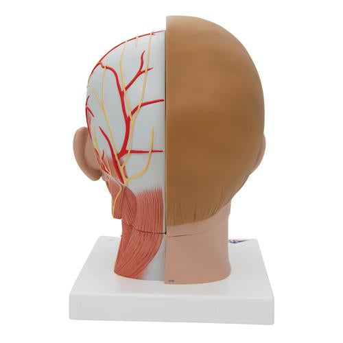 Image 4 - HUMAN HEAD MODEL WITH NECK, 4 PART - 3B SMART ANATOMY