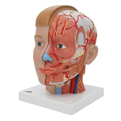 Image 5 - HUMAN HEAD MODEL WITH NECK, 4 PART - 3B SMART ANATOMY