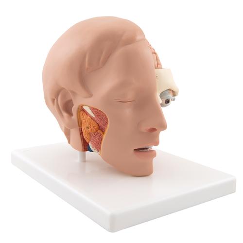 Image 3 - HUMAN HEAD MODEL, 6 PART - 3B SMART ANATOMY