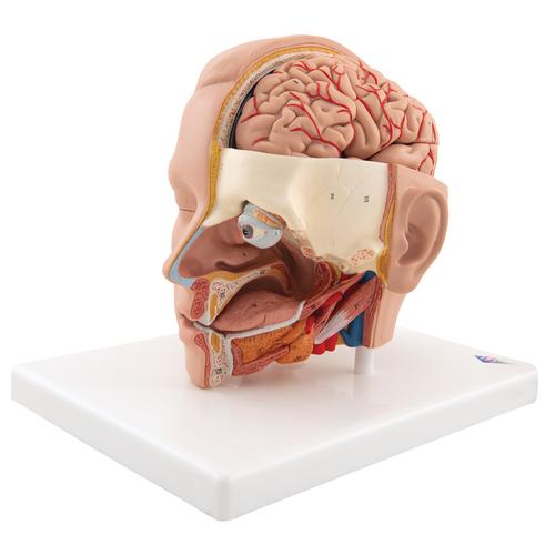 Image 4 - HUMAN HEAD MODEL, 6 PART - 3B SMART ANATOMY