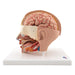 Image 5 - HUMAN HEAD MODEL, 6 PART - 3B SMART ANATOMY