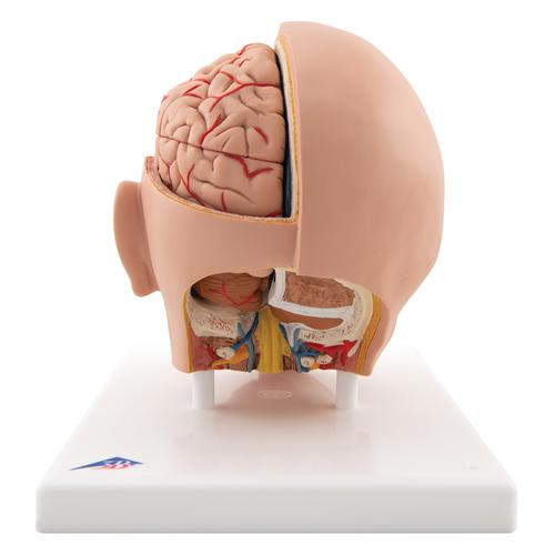 Image 6 - HUMAN HEAD MODEL, 6 PART - 3B SMART ANATOMY