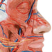 Image 4 - HALF HEAD MODEL WITH NECK, MUSCLES, BLOOD VESSELS & NERVE BRANCHES - 3B SMART ANATOMY