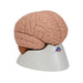 Image 3 - HUMAN BRAIN MODEL, 2 PART - 3B SMART ANATOMY