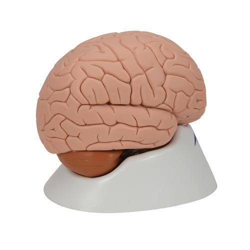 Image 4 - HUMAN BRAIN MODEL, 2 PART - 3B SMART ANATOMY