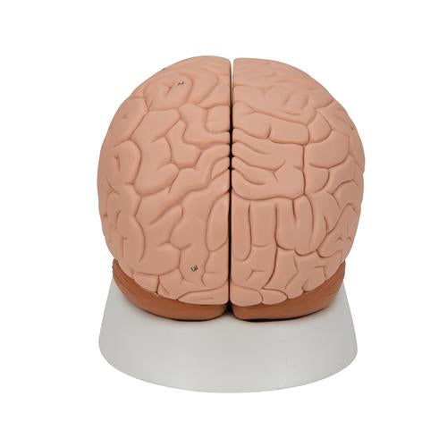 Image 5 - HUMAN BRAIN MODEL, 2 PART - 3B SMART ANATOMY