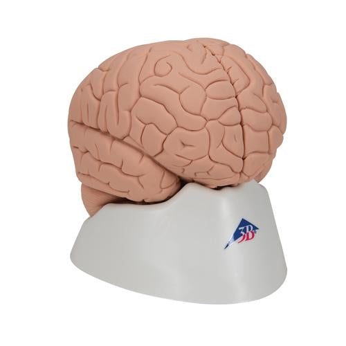 Image 3 - INTRODUCTORY HUMAN BRAIN MODEL, 2 PART - 3B SMART ANATOMY