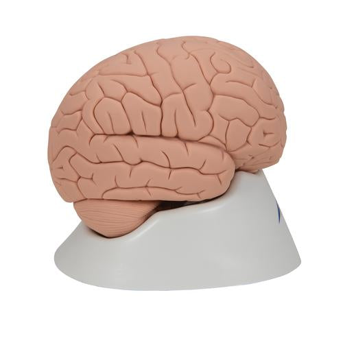 Image 4 - INTRODUCTORY HUMAN BRAIN MODEL, 2 PART - 3B SMART ANATOMY