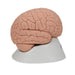 Image 4 - INTRODUCTORY HUMAN BRAIN MODEL, 2 PART - 3B SMART ANATOMY