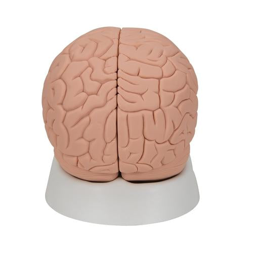 Image 5 - INTRODUCTORY HUMAN BRAIN MODEL, 2 PART - 3B SMART ANATOMY