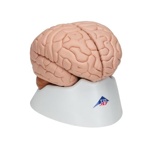 Image 3 - HUMAN BRAIN MODEL, 8 PART - 3B SMART ANATOMY